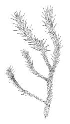 Campyliadelphus stellatus, habit. Drawn from A.J. Fife 8570, CHR 464917.
 Image: R.C. Wagstaff © Landcare Research 2014 